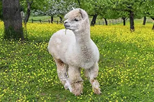 Blossoms Prints: Alpaca (Vicugna pacos) in a spring meadow