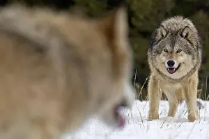 Meat Prints: Alpha male Gray Wolf Canis lupus Grey Wolf confrontation with beta male wolf in fresh winter snow Montana USA