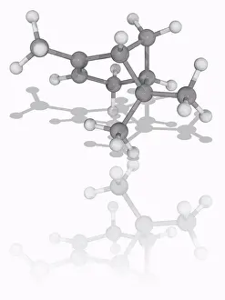 Large Group Prints: Alpha-Pinene. Molecular model of the bicyclic monoterpene compound alpha-pinene (C10)