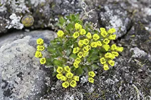 Rocks Prints: Alpine Draba, Alpine whitlow grass (Draba alpina L)