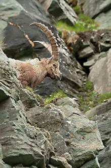 : Alpine ibex (Capra ibex), male, Hohe Tauern National Park, Carinthia, Austria, Europe