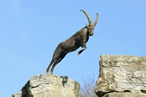 Jump Prints: Alpine ibex - jumping, Capra ibex