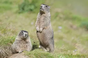 Rodent Prints: two Alpine Marmots, Marmota marmota