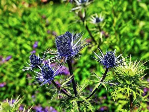 Blossoms Prints: Alpine sea holly (Eryngium alpinum)