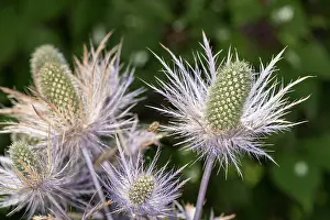 Ambiance Prints: Alpine sea holly or queen of the Alps (Eryngium alpinum)