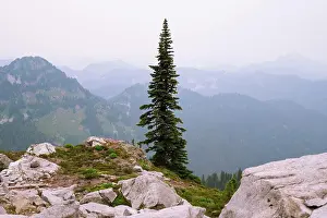 Boulders Prints: Alpine tree and smoke filled skies in the north cascades