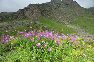Berg Prints: Alpine willowherb Alpine willowherb Epilobium fleischeri