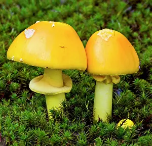 Composite Prints: Amanita muscaria mushrooms in bed of moss. Lively, Ontario, Canada