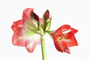 Bulb Prints: Amaryllis, Amaryllidaceae Hippeastrum