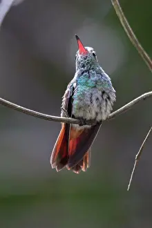 Birdwatching Prints: Amazilia rutila, A Perching Cinnamon Hummingbird, Belize