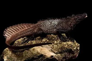 Blacks Prints: Amboina sail-finned lizard (Hydrosaurus amboinensis)