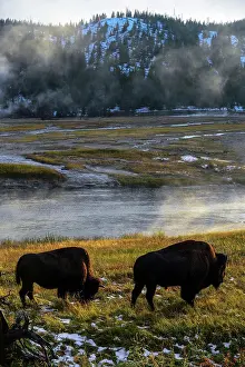 Destination Prints: America Bison (Bison bison) in Yellowstone National Park, USA