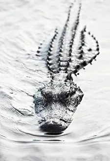 Swamp Prints: American alligator (Alligator mississippiensis) in swamp