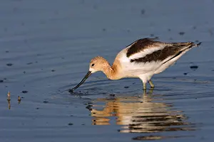 Utah Prints: American avocet Recurvirostra americana, foraging, Bear River Migratory Bird Refuge, Utah