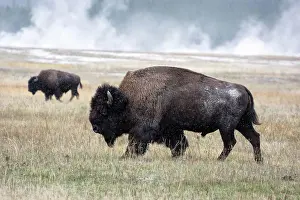 Snowing Prints: American Bison (Bison bison)