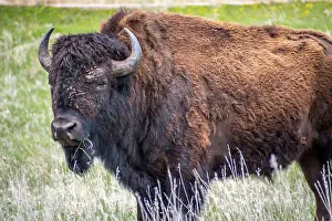 Pasture Prints: American Bison in the field of Custer State Park, South Dakota