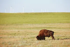 Plains Prints: An American Bison, also known as an American Buffalo (Bison bison)