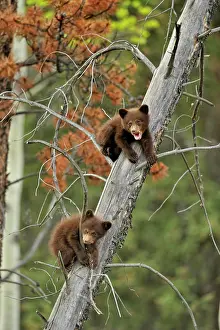 Curiosity Prints: American Black bear Ursus americanus Two young cubs playing in the safety of a dead snag