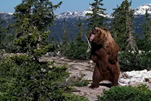 Brown Bear Prints: american brown or grizzly bear ursus arctos horribilis on hind quarters, roaring usa