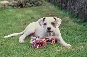 Laying Prints: American Bulldog puppy laying in the grass with toy looking ahead