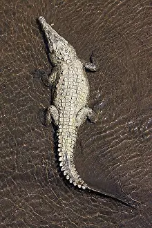 American crocodile (Crocodylus acutus) rests in water