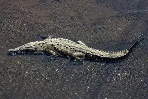 Crocodile Prints: American crocodile (Crocodylus acutus) rests in water