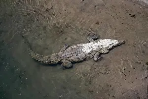 Seminatural Prints: American crocodile (Crocodylus acutus) swimming in the water