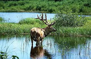 Deer Prints: AMERICAN ELK (cervus canadensis) OR WAPITI, MALE STANDING IN WATER, QUEBEC IN CANADA