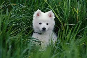 Fluffy Prints: American Eskimo