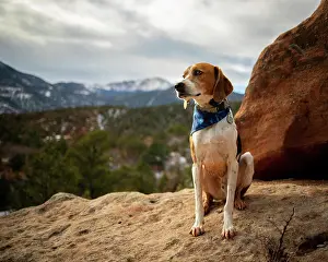 Deep Thought Prints: American Foxhound Dog Hiking in Desert in Garden of the Gods Colorado