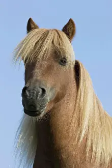 Miniature Prints: American Miniature horse - portrait