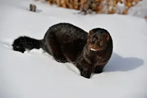Swamp Prints: American mink Neovison vison Winter habitat, Bozeman, Montana, USA