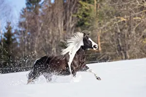 Equidae Prints: American Paint Horse. Piebald mare galloping in snow. Austria