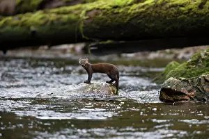 Rainforest Prints: American pine marten (Martes americana), Great Bear Rainforest, British Columbia, Canada