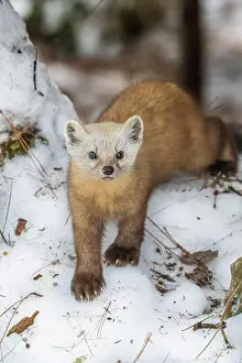Ontario Prints: American Pine Marten (Martes americana), Algonquin Provincial Park, Ontario, Canada