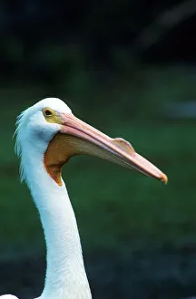 Breeding Prints: American white pelican (Pelecanus erythrorhynchos) breeding male
