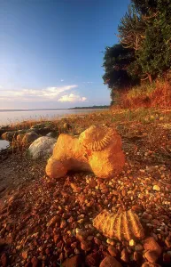 Ammonite fossels. False Bay. Lake St Lucia