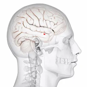 Brain Prints: Amygdala of the brain, computer artwork
