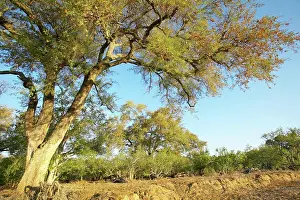 Notugre Prints: Ana Tree or Apple-ring Acacia (Faidherbia Albida or Acacia albida)