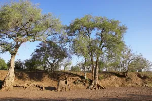 Ana Tree or Apple-ring Acacia (Faidherbia Albida or Acacia albida) with Elephant (Loxodonta africana)