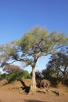 Shalimpo Prints: Ana Tree or Apple-ring Acacia (Faidherbia Albida or Acacia albida) with Elephant (Loxodonta africana)