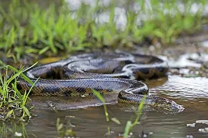 Swamp Prints: Anaconda snake in shallow water of swamp in the Pampas del Yacuma in Bolivia