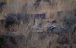 Carnivorous Prints: anatolian leopard resting on rock panthera pardus tulliana in grassland in evening sun
