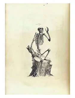 Anatomical Prints: Anatomical drawing of a Monkey by William Cheselden in Osteographia