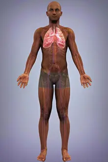 Respiratory System Prints: Anatomical model of African ethnicity showing the lungs and respiratory system