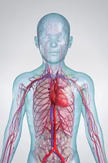 Upper Body Prints: Anatomical model of a child showing the cardiovascular system
