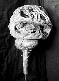 Anatomical Prints: Anatomical model of human brain, paper mache, French, 19th century