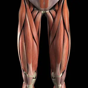 Muscle Prints: Anatomical model showing the biceps femoris muscles