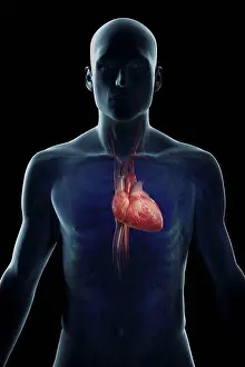 Upper Body Prints: Anatomical model showing the human heart