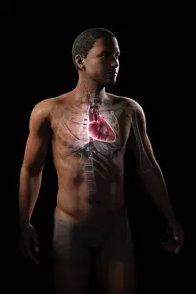 Heart Prints: Anatomical model showing the position of the human heart within the chest